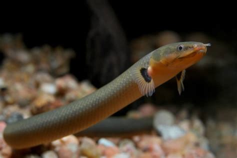 Rope Fish: Care Guide for Fascinating Aquarium .
